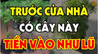 3 loại cây trồng trước nhà nào nhà đó trấn giữ của cải, Tiền vào như nước, giàu có cả đời