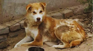 Tổ Tiên nói: 'Tốt với người chỉ tốt 1 nửa, cho chó ăn đừng dại cho no', cho chó ăn no thì sao?