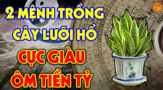 Trồng cây lưỡi hổ: 3 người rất hợp mệnh hút Tiền -Tài, 2 tuổi rất kị lộc lá tiêu tán