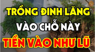 Cây Đinh Lăng xua đuổi tà ma trấn yểm của cải: Trồng vị trí này giàu có 3 đời, không biết cực phí