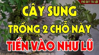 Cây Sung cứ trồng ở 2 vị trí này trong nhà tài lộc dồi dào, phong thuỷ vượng phát: Rất nhiều người không biết