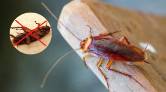 Trộn bột giặt và thứ này đuổi gián cực hiệu quả, nhà cửa thơm tho