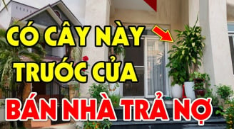 Vào sân không trồng 3 cây, trong nhà chớ treo 3 vật Tiền- Tài- Danh mới bền, là cây gì vật gì?