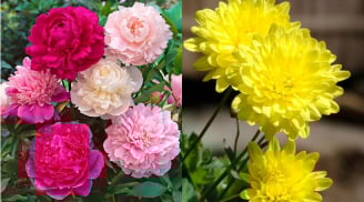 4 loại hoa thường được người giàu trồng ngay trước cửa nhà để tiền - danh ào ào kéo đến cửa
