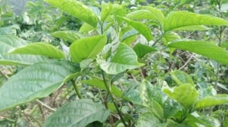 Có 1 loại rau 'đặc sản' của Phú thọ, ăn rất ngon, nhưng cái tên rất buồn cười