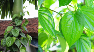 Trồng 1 dây trầu không trước cửa nhà có trấn giữ của cải cho gia chủ?