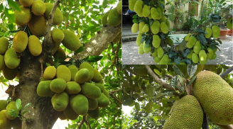 Vì sao người xưa lại khuyên con cháu không nên trồng cây mít trước nhà dù gỗ mít thời đó rất quý?