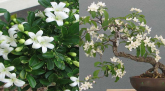 Trồng cây nguyệt quế vừa đẹp vừa thơm nhưng 2 người này nên cẩn thận khi trồng cây nguyệt quế