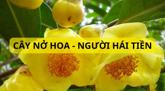Trồng cây trà hoa vàng trước nhà có ý nghĩa phong thủy gì mà nhiều người ca ngợi