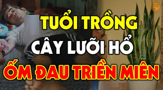 2 tuổi trồng lưỡi hổ chỉ tổ mất tiền, 2 mệnh khác trồng cây nhân đôi lộc lá, là tuổi nào- mệnh nào?