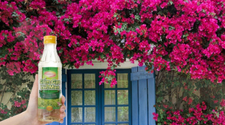 Vì sao nên pha giấm vào nước tưới cho cây hoa giấy? Tưới thế nào để hoa giấy nở nhiều?