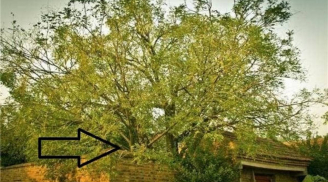 Tổ Tiên truyền dạy: 'Nghèo mấy cũng đừng chặt 3 cây này, con cháu về sau sẽ được bảo vệ'