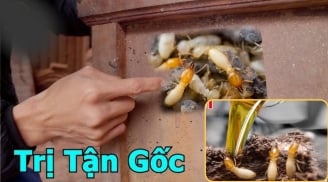 Bị mối mọt đục cửa gỗ chỉ cần pha thứ này đổ vào, đồ gỗ 10 năm vẫn bền đẹp