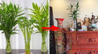 Đặt cây trúc phát tài trên bàn thờ đừng chỉ đặt số lẻ 5 - 7 cây: Đây mới số lượng cây nên đặt
