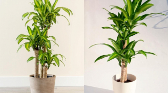 Trồng 5 cây 'lộc lá' tốt nhất này để tài lộc và may mắn vào đầy nhà