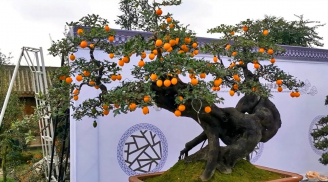 Bonsai triệu đô từ cây ăn quả quen thuộc: Bí quyết sở hữu tác phẩm nghệ thuật sống