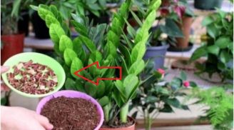 Cây Kim Tiền mê mệt thứ này: 1 tuần bón 1 lần cây xanh tươi, sớm nở hoa cuối năm tiền về như nước