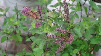 Loại cây là “nữ hoàng thảo mộc”, dùng pha trà uống vừa ngon vừa bổ