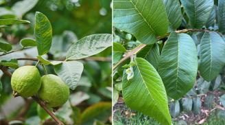 Tác dụng trị bệnh của lá ổi, nhiều người chưa biết lợi ích tuyệt vời của loại lá này