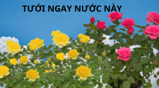 Thứ nước tưới tốt nhất là dinh dưỡng vàng cho chậu hoa hồng sum suê, hoa to cánh dày, nhiều người không biết