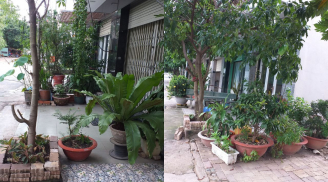 Trồng cây cảnh đặt chậu hoa trang trí trên lề đường trước nhà bị phạt lên tới 6 triệu đồng đúng không?