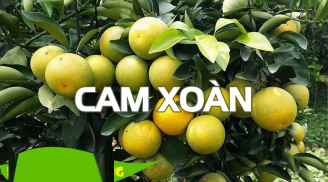 Người bán không bao giờ 'hé răng' cho bạn biết: Cam xoàn chuẩn, mọng nước phải nhìn vỏ