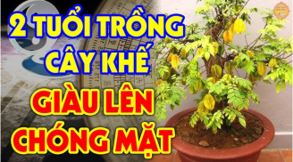2 tuổi này trồng cây khế hoa trái sum suê, Tiền -Lộc -Danh đua nhau kéo về tận nhà