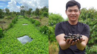 Nuôi ốc bươu trong vườn sầu riêng: Mô hình kinh tế hiệu quả, thu nhập ổn định