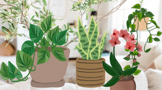 Trồng cây này trong nhà vừa dễ lại đón rước tài lộc may mắn, trồng ngay đón Tết Ất Tỵ giàu sang