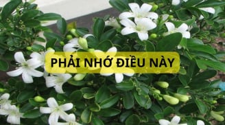 Trồng cây nguyệt quế trước nhà có tốt về phong thủy không? Những lưu ý nhất định phải nhớ