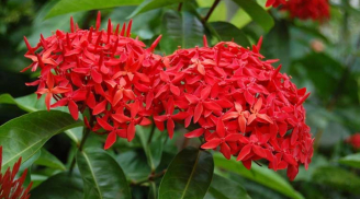 Trồng hoa Mẫu Đơn trước cửa nhà có tốt theo phong thủy không?