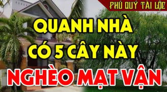 5 cây trồng vào nhà đấy nghèo, chặt bỏ đừng tiếc, là cây nào?