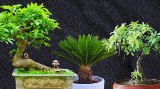Cây Sung trồng trước nhà cực hợp, đặt cạnh 2 cây này gia chủ đón lộc to: Đó là 2 cây gì?
