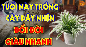 2 tuổi trồng cây dây nhện đổi đời giàu nhanh, 2 tuổi khác đứt lộc, là những tuổi nào?