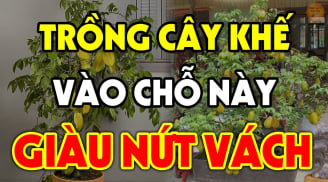 Cây Khế tượng trưng cho Tài Lộc; Trồng vị trí này cực kỳ giàu có