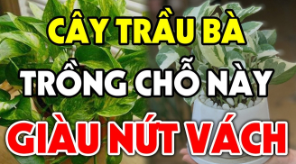 Trồng cây Trầu Bà trong nhà có tốt cho phong thủy gia đình không?