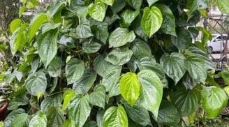 Trồng cây trầu không có tốt không? Trồng cây ở vị trí này hanh thông vào nhà, ngăn chặn điềm xấu