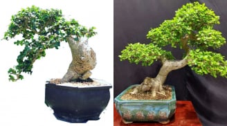Loại cây trước chỉ mọc dại làm hàng rào, nay được người giàu mua về trồng làm cảnh để thu hút tài lộc