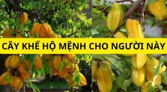 Người tuổi này không cần trồng cây cảnh phong thủy đắt tiền, chỉ cần cây khế nhỏ cũng đủ chiêu tài rước lộc