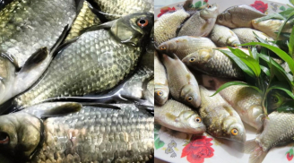 Người xưa dặn: 'Mua cá đừng mua cá diếc' nhưng ngày nay cá diếc là đặc sản đắt tiền, khó kiếm, vì sao?