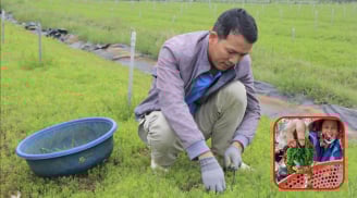 Loại rau dại được ví như ‘lộc trời’, giá rẻ bèo, ai ăn cũng thích