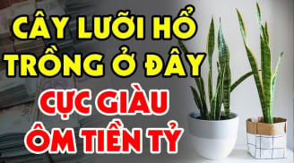 Trồng cây Lưỡi Hổ trong nhà có tốt cho phong thủy gia đình không?