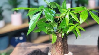 Cây kim ngân hợp người Mệnh gì và ý nghĩa phong thủy của nó?