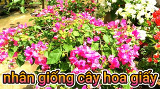 Hoa giấy nhân giống bằng giâm cành cực đơn giản như sau