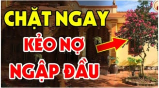 Ngoài sân không trồng 3 cây, vào nhà chớ treo 3 vật, Tiền- Tài mới bền, là cây gì vật gì?