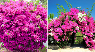 Muốn hoa giấy nở đúng dịp Tết Ất Tỵ, hãy nhớ 2 quy tắc này