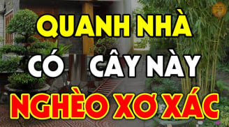 Năm cây trồng vào nhà nào nhà đấy nghèo, cày cuốc như trâu vẫn nợ, chặt bỏ đừng tiếc