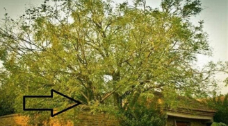 Các cụ dạy con cháu: 'Nghèo khó đến đâu cũng đừng chặt 3 cây này, thế hệ sau hưởng đại phúc đại lộc'