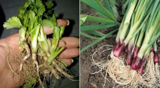 7 loại rau củ có khả năng “tái sinh”, ăn xong vứt gốc đi chẳng khác nào “ném tiền qua cửa sổ”