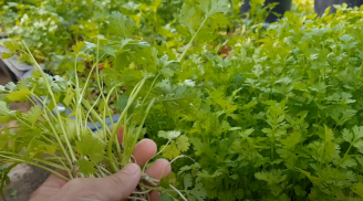 Cách tự trồng rau mùi (ngò rí) tại nhà, trồng một lần, ăn quanh năm